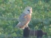 Barn Owl at Fleet Head (Steve Arlow) (50804 bytes)